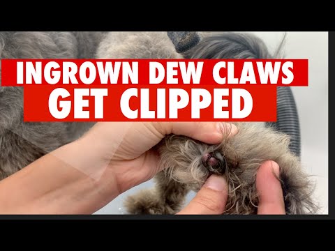 INGROWN DEW CLAWS EMBEDDED IN PAW PADS GET CLIPPED- VIEWERS DISCRETION ADVISED!