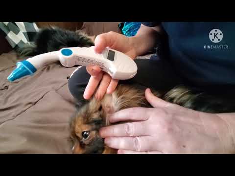 Pet Temp ear thermometer review