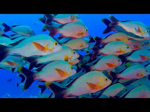 TIKEHAU - Slip through the schools of fish