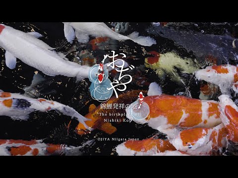 The birthplace of Nisiki Koi