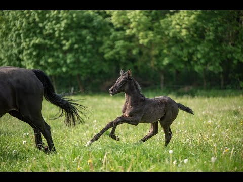 Jazzberry Bonds OLD Stutfohlen 05/2023 von Bonds x Blue Hors St. Schufro x Jazz Time x Rohdiamant