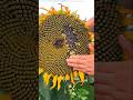 Sunflower Oil Extraction