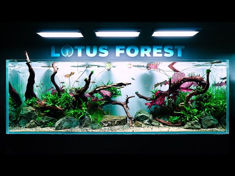 Epic 650-liter LOTUS FOREST Planted Aquarium Build