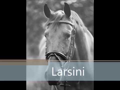 Holsteiner Wallach von Lasino/Acorado