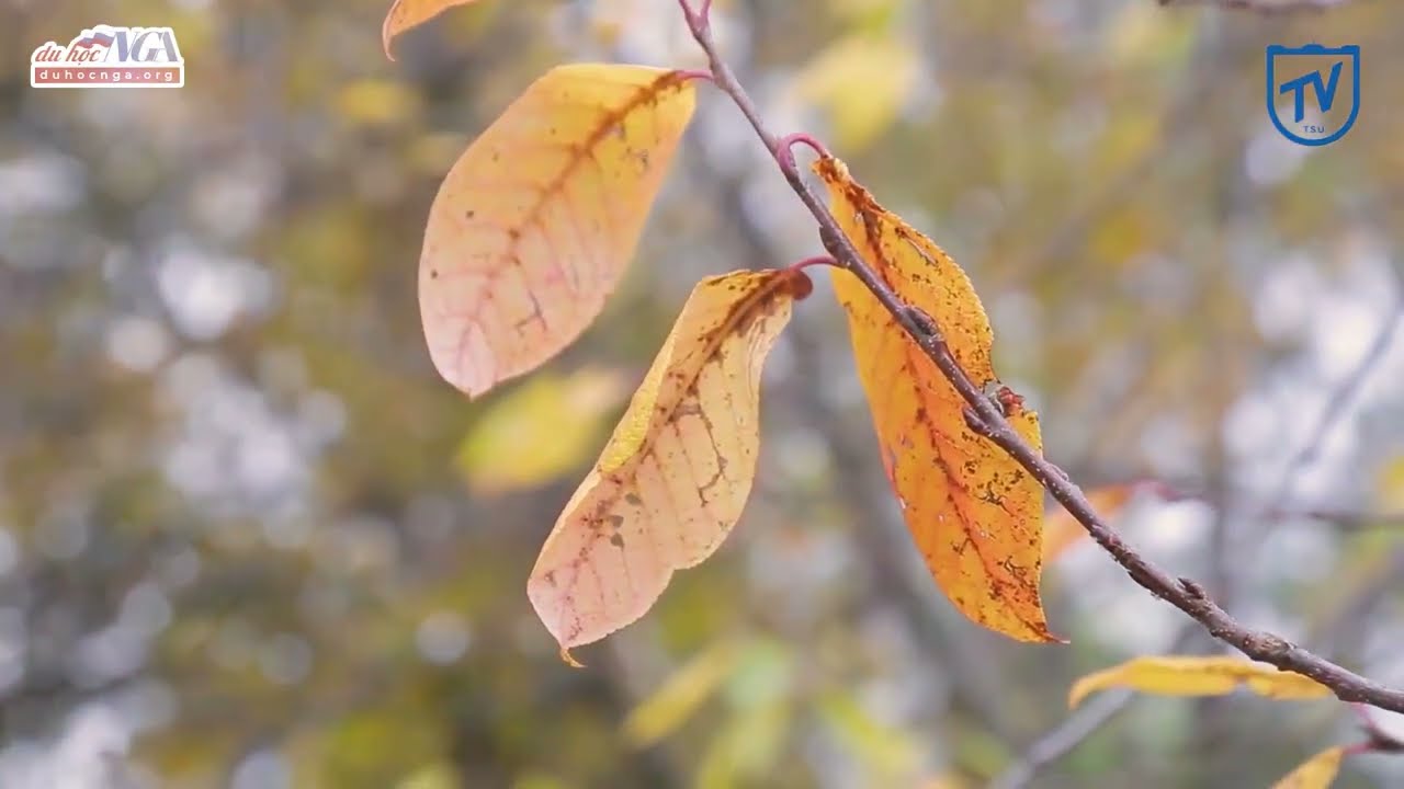 Thu về trong khuôn viên TSU