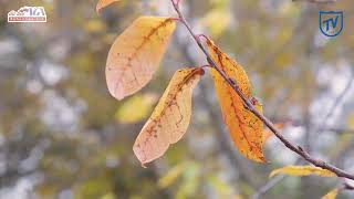 Thu về trong khuôn viên TSU