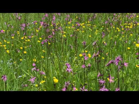 Frühsommerliche Blumenwiesen in den Mainauen