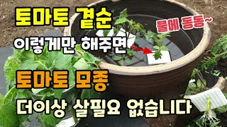 토마토모종 쉽고 빠르게 공짜로 얻는 방법 물에 동동 띄워 보세요 토마토곁순 물꽃이 삽목방법