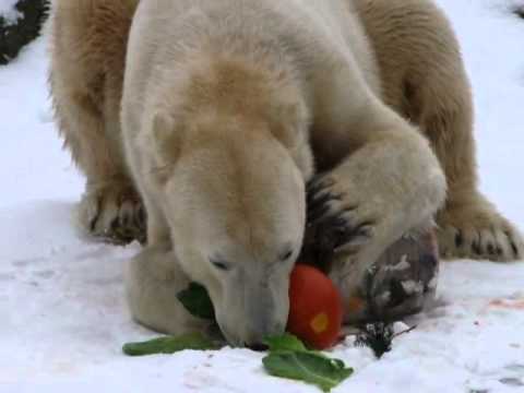 Happy Birthday Knut  05.12.10WMV