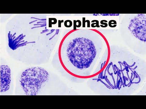 Prophase