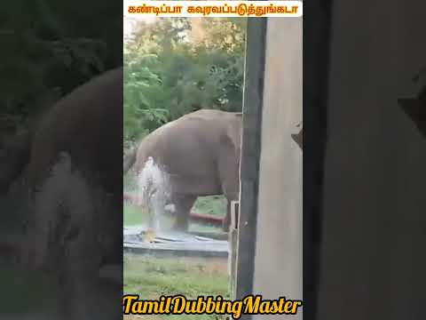 கண்டிப்பா கூப்ட்டு கவுரவப்படுத்துங்கடா😅😂❤💜💚 #shortfeeds #elephant #comedy #elephantlove