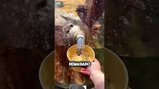 Esta nutria solo quería hielo… y terminó llorando 😭🧊