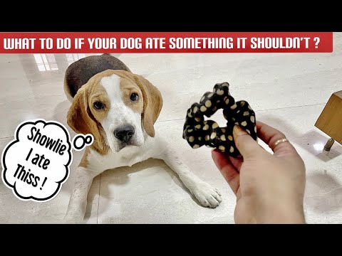 YouTube video about: Can a dog pass a hair scrunchie?