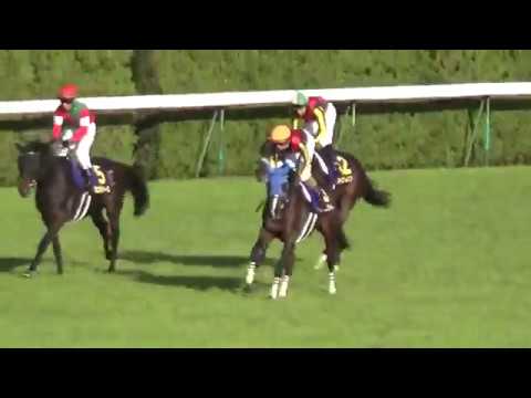 2018 菊花賞 フィエールマン Japanese St. Leger Fierement