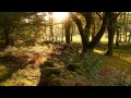 English Quran Chapter Taha Moses Recitation By Mishary Rashid