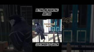 Download lagu Glatik Betina memancing jantan #langsungnyaut #glatik #gelatik #gelatikbatugacor #glatikbatu #short mp3
