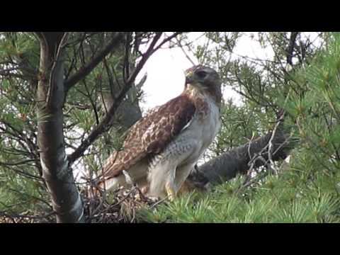 Red-tailed Hawk nest