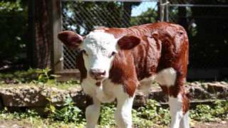 Joe Thrift plays &quot;Whiteface&quot;