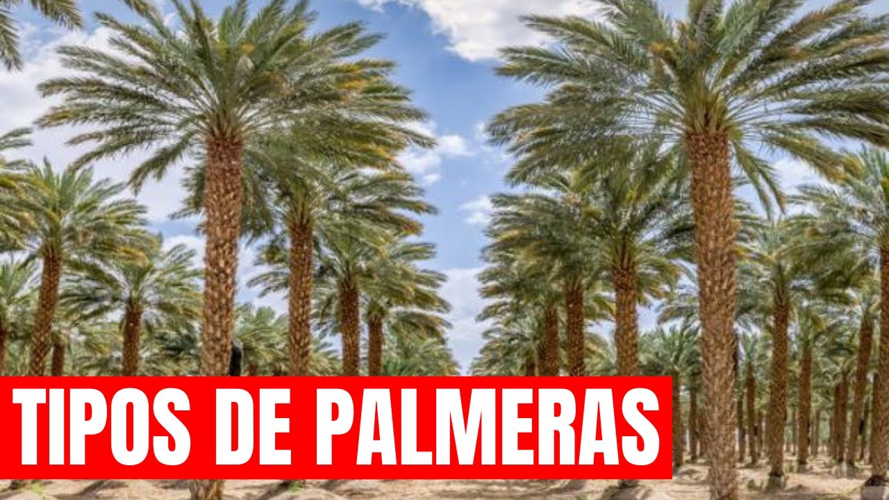 Watch 🌴 6 PALMERAS QUE TIENES QUE CONOCER. CON TODAS SUS CURIOSIDADES 🥥 ¿LO SABIAS Now 🌴 6 PALMERAS QUE TIENES QUE CONOCER. CON TODAS SUS CURIOSIDADES 🥥 ¿LO SABIAS