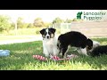 Miniature Australian Shepherd dogs for sale: Jett - Video 1