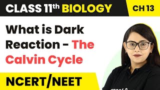 What is Dark Reaction -The Calvin Cycle | Photosynthesis in Higher Plants | Class 11 Biology