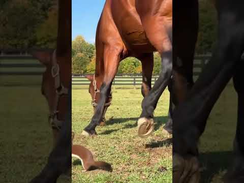 THE WEAPON WAS KICKED INTO THE SKY BY THE HORSE
