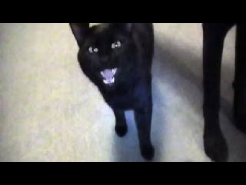 Talking Kitty Cat 12 - Again, who is Todd? CLEAN