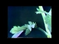 Sad Flower