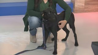 Meet the Pick of the Litter: Lefty