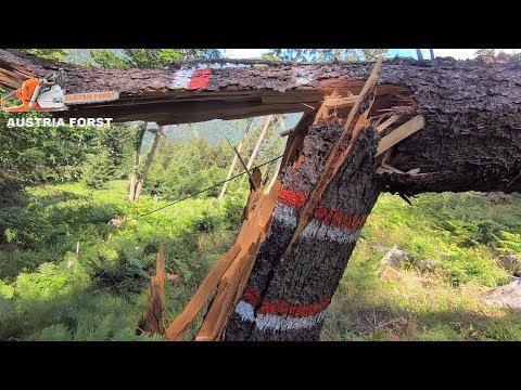 Sturmholz Aufarbeiten