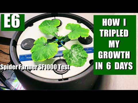 E6 HOW I TRIPLED MY GROWTH IN 6 DAYS - SPIDER FARMER SF1000 TEST