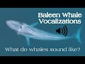 Baleen Whale Vocalizations What Do Whales Sound Like