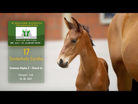 Fohlenauktion 28.7. - 01.8.2021 Katalog-Nr. 17 Tenterhofs Cardhu HF v. Cumano Alpha Z - Check In