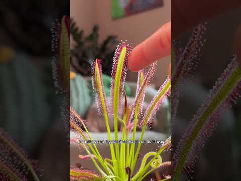 , title : 'How to care for your drosera carnivorous plant #plantcare #plantlovers #carnivorousplants'