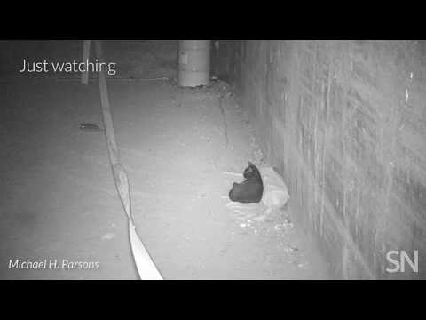 Here’s what happens when streetwise cats meet NYC rats | Science News