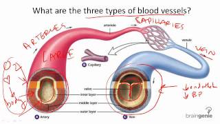 8.7.2 Blood Vessel Structure and Function