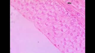 SLIDE: Epithelial practice quiz 1
