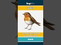 robin - a small bird with a red or ... video thumbnail