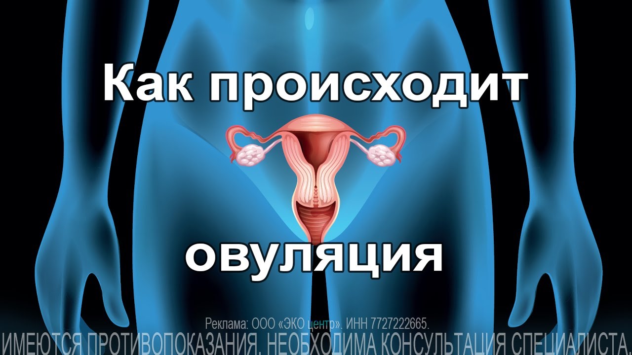 Как происходит овуляция
