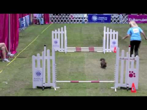 download lagu mp3 mp4 Dog Agility Training Orlando Fl, download lagu Dog Agility Training Orlando Fl gratis, unduh video klip Dog Agility Training Orlando Fl