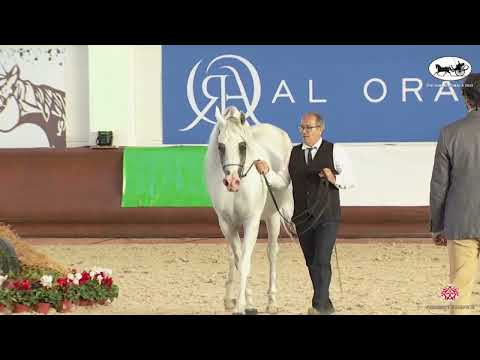 N 78 PICCADILLY   Italian Nationals 2022   Stallions 7 9 Years Old Class 11