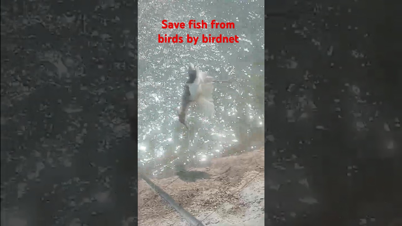 Save fish from birds#shortsfeed #fish #fishpond #viralvideo #trending#youtube