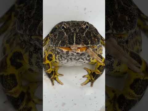 Pakman zaba (Ceratophrys ornata) pri kŕmení