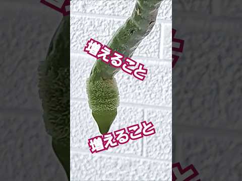 蘭の茎の切り方は？避けるべき最善のヒントと間違い  庭園