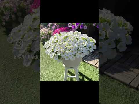 園芸 サフィニア、ぶら下がっているペチュニア