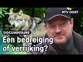 Het spoor van de wolf in Overijssel: van dode schapen tot meer biodiversiteit | RTV Oost