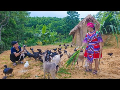Full Video: 120 Days of Farm Building, Plow the land to grow rice, Cooking,  Take bamboo shoots