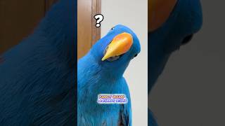What Is That!? A Blue Eclectus???