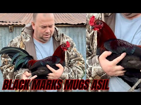 Black Marks Mugs Asil Texas John Marks Mugs Farm Beautiful Birds