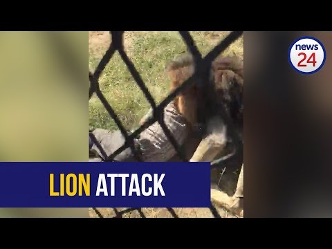 Horrifying Video Shows Lion Mauling Human That Raised Him